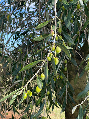 harvest ready olives